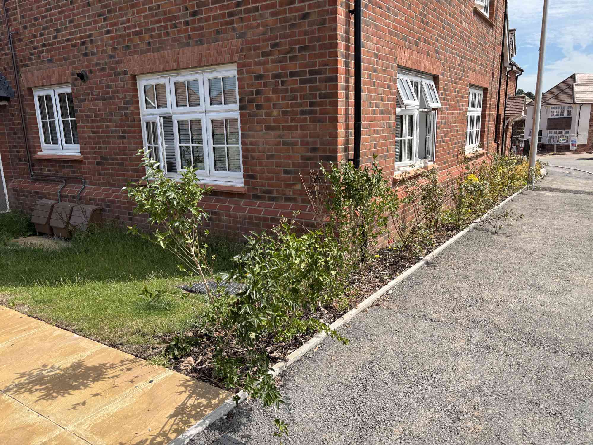 1yr old gff in Exeter - Camberley